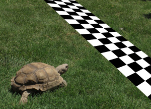 turtle-crossing-finish-line-cropped.jpg